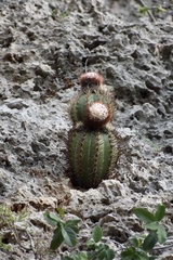 Melocactus harlowii