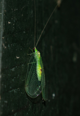 Leucochrysa insularis