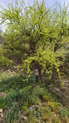 Vachellia caven