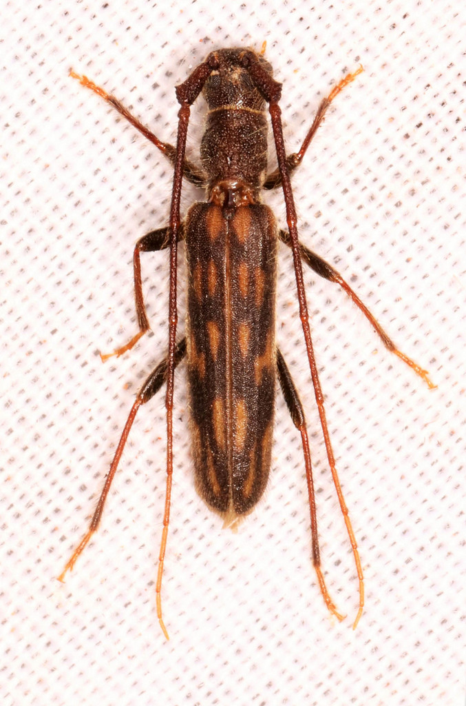 Trichopsathyrus