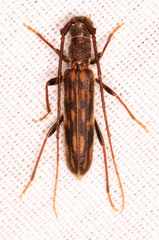 Trichopsathyrus modestus