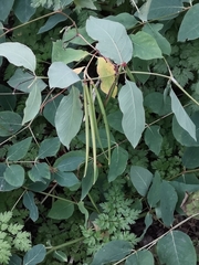 Apocynum androsaemifolium