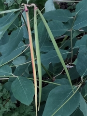 Apocynum androsaemifolium