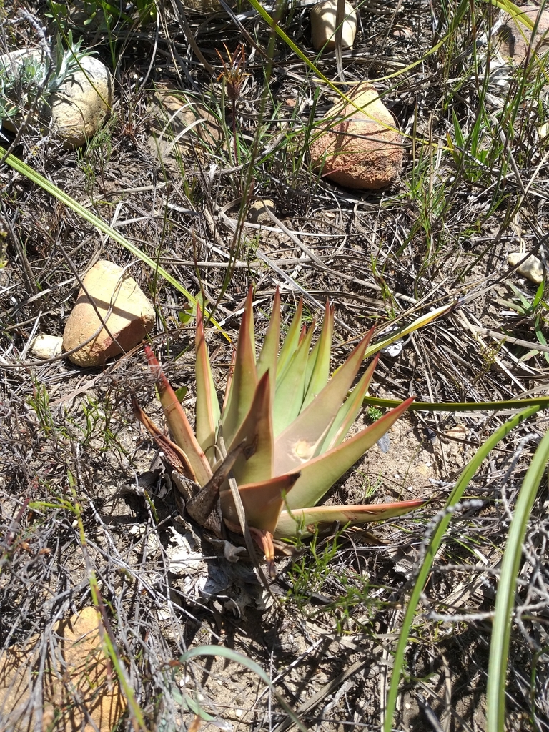 Tulista marginata