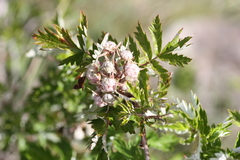 Rubus ludwigii