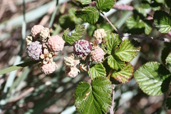 Rubus thaumasius