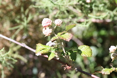 Rubus thaumasius