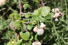Rubus thaumasius