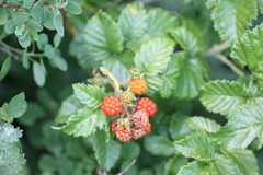 Rubus pinnatus