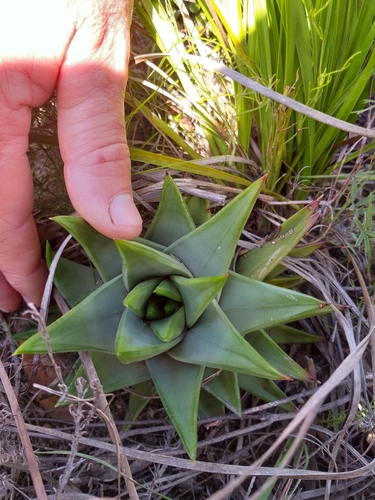 Tulista marginata