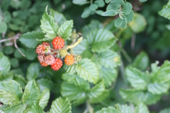 Rubus pinnatus