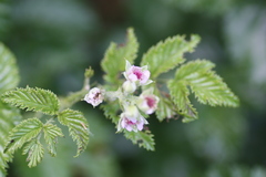 Rubus pinnatus