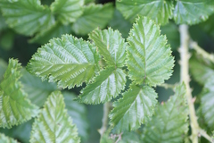 Rubus pinnatus