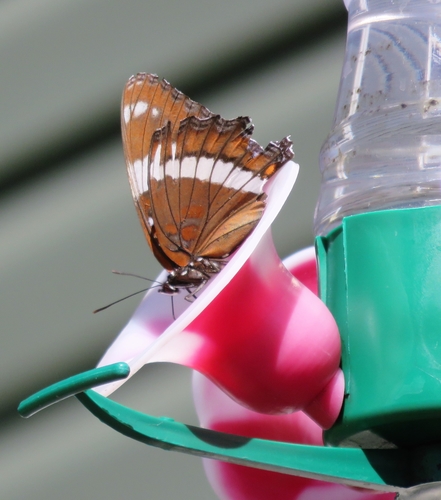Western White Admiral