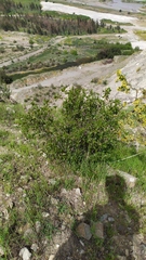 Colliguaja odorifera