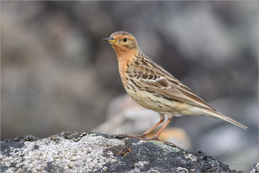 Red-throated Pipit photo