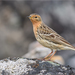 Red-throated Pipit - Photo (c) Анна Голубева, some rights reserved (CC BY-NC-ND), uploaded by Анна Голубева