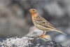 Red-throated Pipit - Photo (c) Анна Голубева, some rights reserved (CC BY-NC-ND), uploaded by Анна Голубева