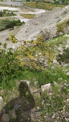 Colliguaja odorifera