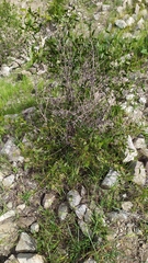 Colliguaja odorifera