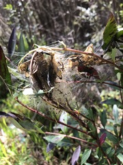 Cryptoptila australana