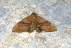 Lepidoptera
