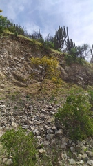 Adesmia confusa