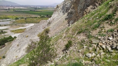 Colliguaja odorifera