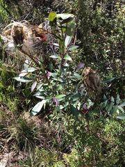 Cryptoptila australana