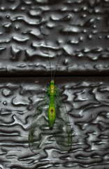 Leucochrysa insularis