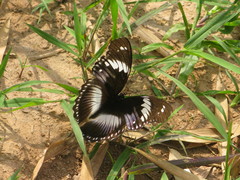 Hypolimnas salmacis salmacis