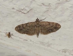 Eupithecia pusillata