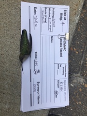 Archilochus colubris