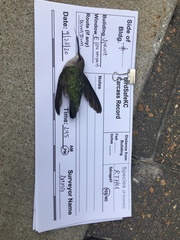 Archilochus colubris