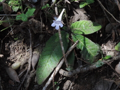 Streptocarpus rexii