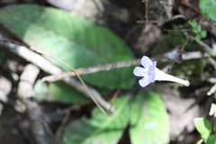 Streptocarpus rexii