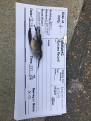 Archilochus colubris