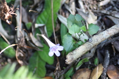 Streptocarpus rexii