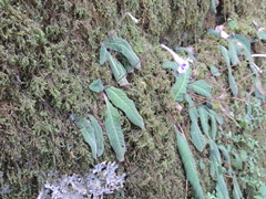 Streptocarpus primulifolius