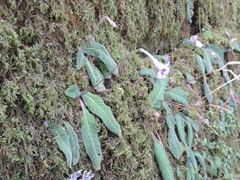Streptocarpus primulifolius