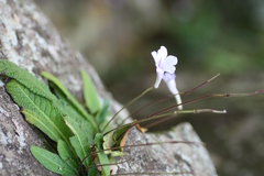 Streptocarpus rexii