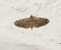 Eupithecia pusillata