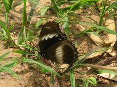 Hypolimnas salmacis salmacis