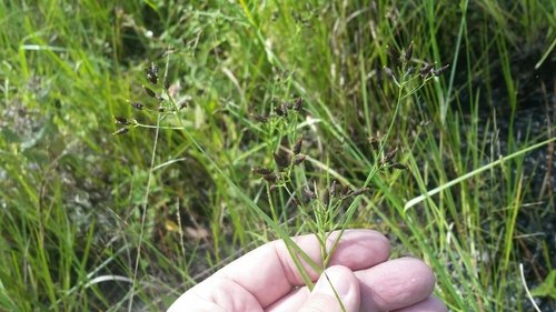 Image of Rhynchospora nitens by (c) Jay Horn, some rights reserved (CC BY)