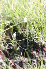 Utricularia livida