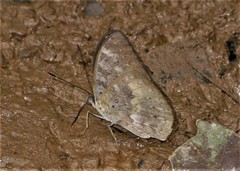 Lepidoptera