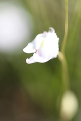 Utricularia livida