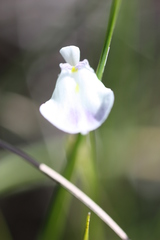 Utricularia livida