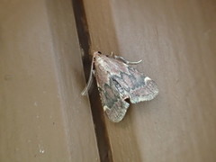 Hypsopygia intermedialis