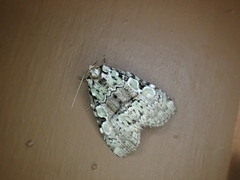 Leuconycta lepidula
